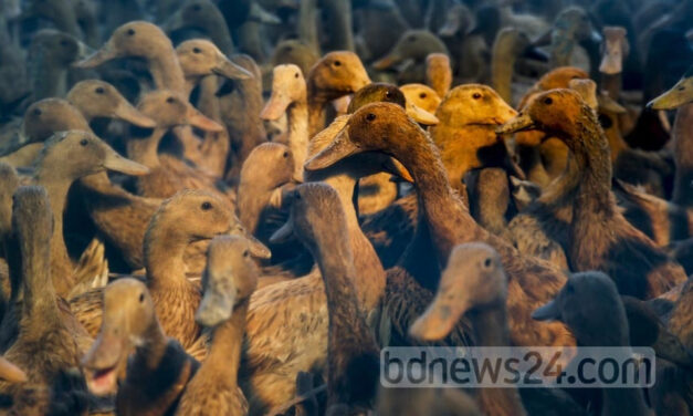 হাঁস খেতে গিয়ে বাঁশ খাচ্ছেন কি?