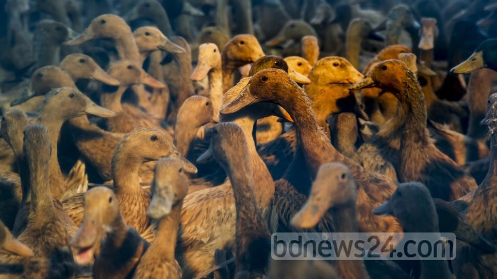 হাঁস খেতে গিয়ে বাঁশ খাচ্ছেন কি?