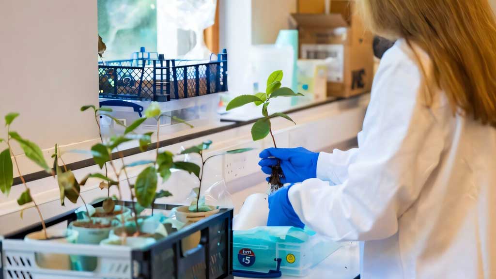 চাঁদের মাটিতে চা গাছ জন্মেছিল, ব্যর্থ হল মঙ্গলে