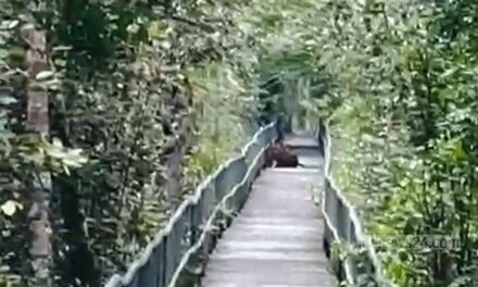 হাড়বাড়িয়া পর্যটন কেন্দ্রের ফুট ট্রেইলে বাঘের বিচরণ