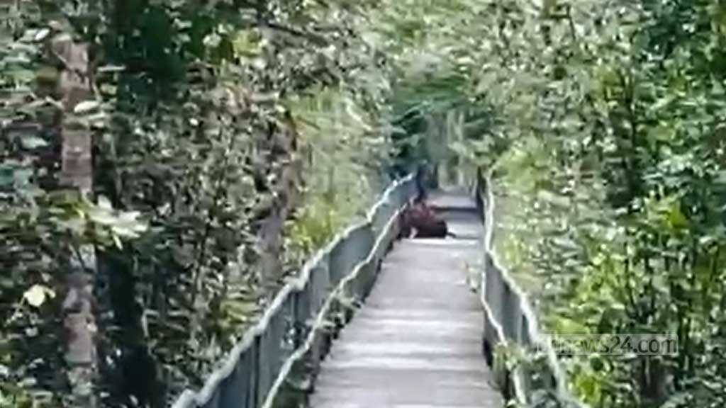 হাড়বাড়িয়া পর্যটন কেন্দ্রের ফুট ট্রেইলে বাঘের বিচরণ