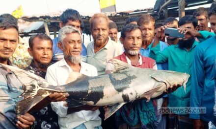মেঘনার আধা মণের বাঘাইড় বিক্রি হল সাড়ে ২১ হাজারে