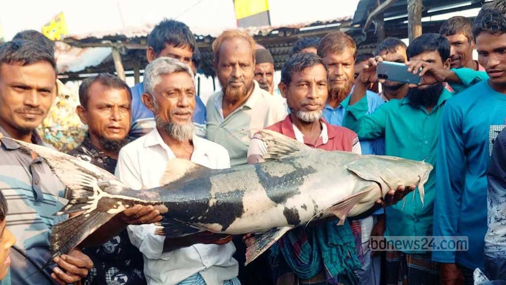মেঘনার আধা মণের বাঘাইড় বিক্রি হল সাড়ে ২১ হাজারে
