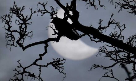 সূর্যগ্রহণের সময় পাখিদের গান, যেন নতুন ভোর এল: গবেষণা