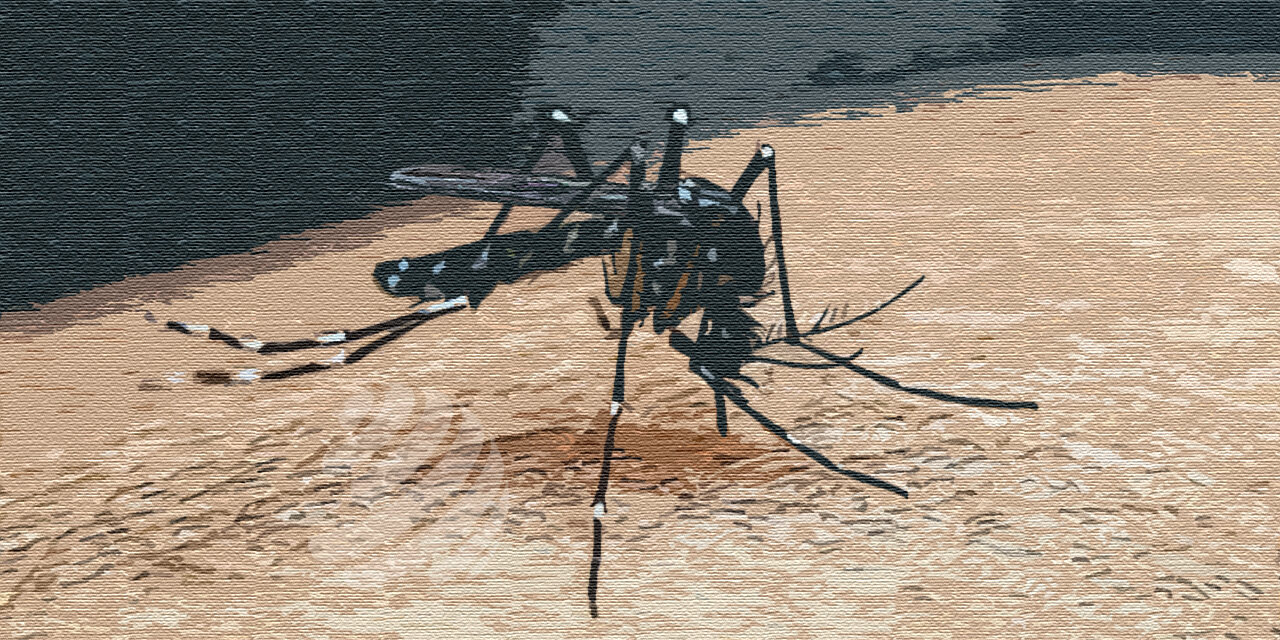 ডেঙ্গুতে আরো চারজনের মৃত্যু, আক্রান্ত ছাড়াল ৬০ হাজার