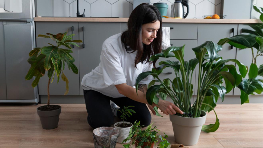 ঘরের গাছ পুনরায় পাত্রে বসানোর সঠিক সময়