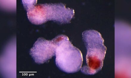 মানুষের ‘কৃত্রিম ভ্রূণে’ রক্তকণিকা তৈরির দাবি গবেষকদের