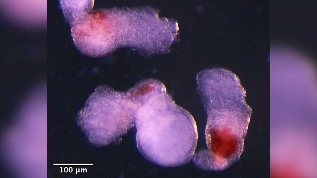 মানুষের ‘কৃত্রিম ভ্রূণে’ রক্তকণিকা তৈরির দাবি গবেষকদের