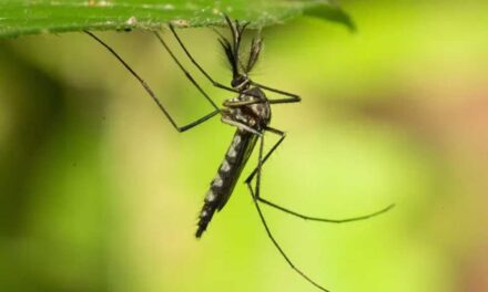 রেকর্ড গরমের পর প্রথমবার মশার দেখা মিলল আইসল্যান্ডে