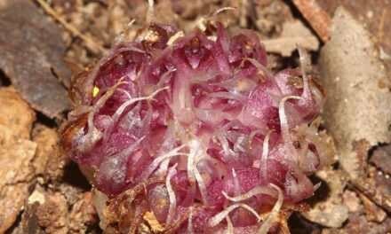 মাটির নীচে ফুল ফোটায়, জীবন কাটায় অর্কিডের এই প্রজাতি