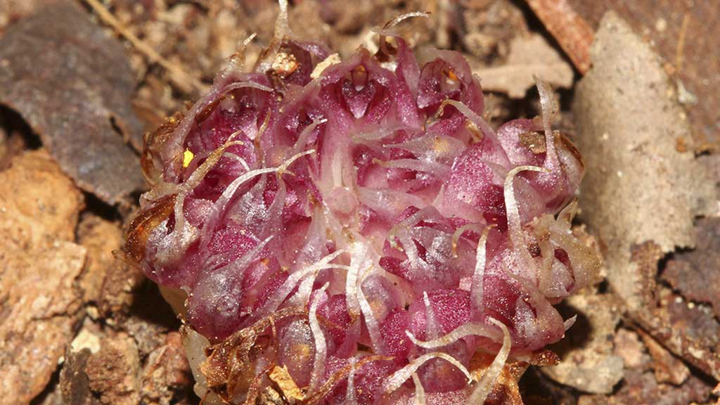 মাটির নীচে ফুল ফোটায়, জীবন কাটায় অর্কিডের এই প্রজাতি