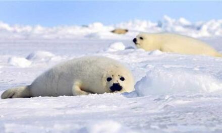 জলবায়ু পরিবর্তনে হুমকির মুখে আর্কটিক সীল, বিশ্বজুড়ে কমছে পাখি: আইইউসিএন