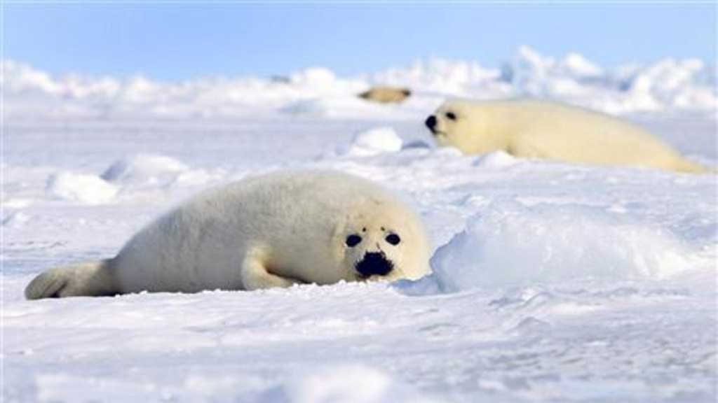 জলবায়ু পরিবর্তনে হুমকির মুখে আর্কটিক সীল, বিশ্বজুড়ে কমছে পাখি: আইইউসিএন