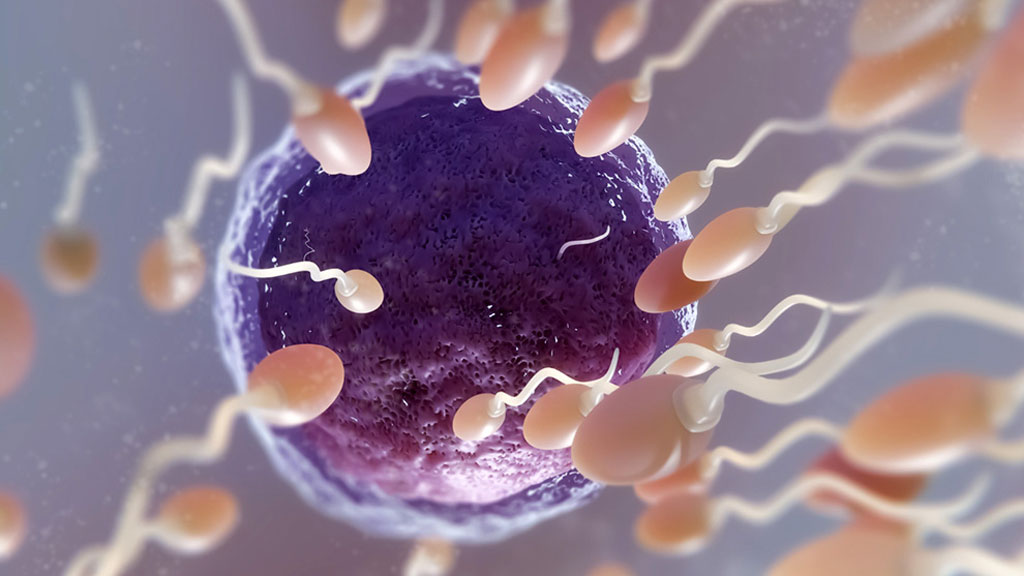 শুক্রাণুর শেষ দৌড়ের শক্তি রহস্য ভেদ করলেন বিজ্ঞানীরা