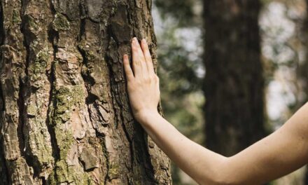 শান্ত থাকতে প্রকৃতির মাঝে মননশীল ঘোরাঘুরি