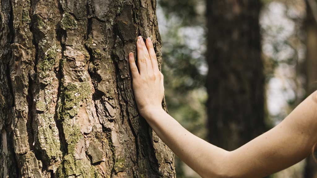 শান্ত থাকতে প্রকৃতির মাঝে মননশীল ঘোরাঘুরি